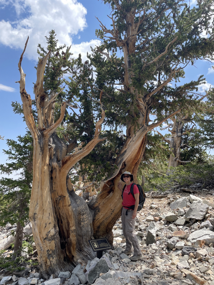 Bristlecone