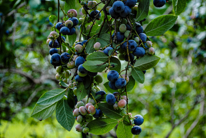 Blueberry fields