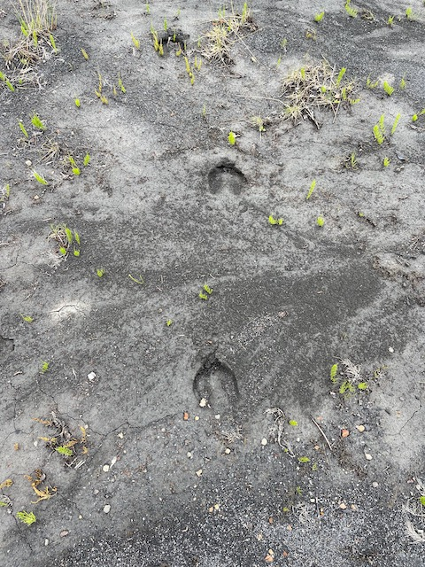 Caribou tracks!