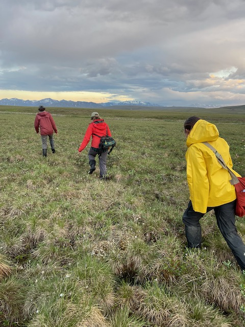 Team vole stands out in a field. 