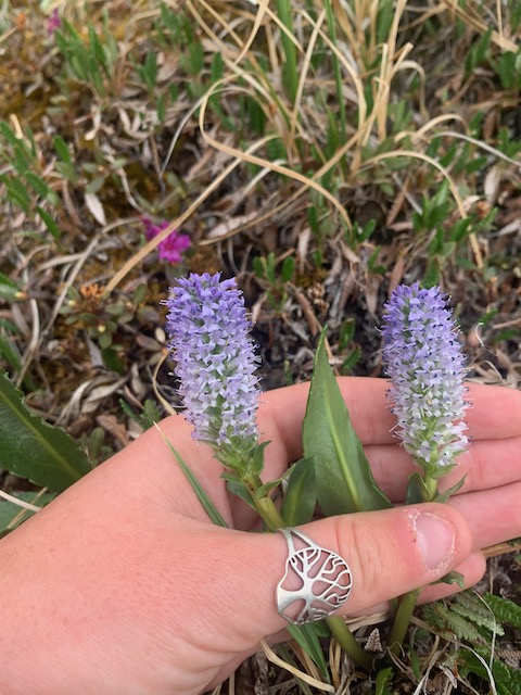 A purple flower against a green background. 