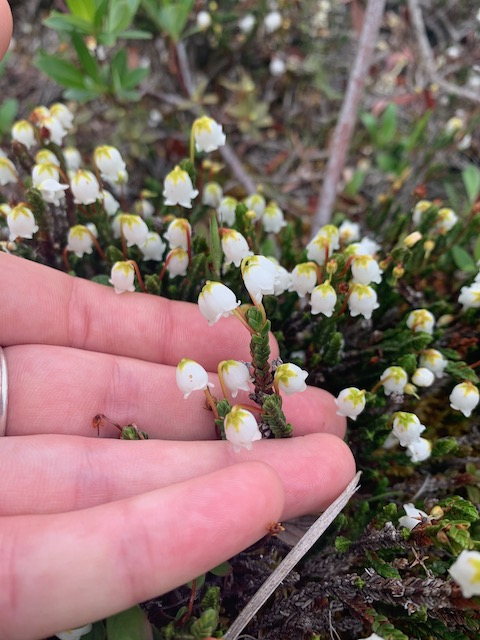 A batch of white Cassiope flowers. 