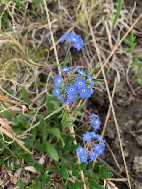 A bunch of little blue flowers against a green background. 