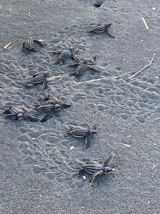 Leatherback Babies