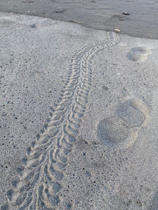 Leatherback tracks