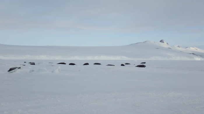 Weddell seals rest near a sea ice hole. Turtle Rock, Antarctica.