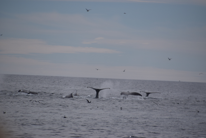 Humpback whales diving under the surface. 