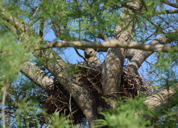 The hawk is not amused. 