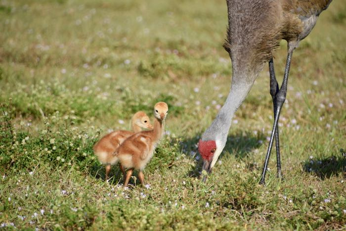 Sandhill crane chick looking at the camera!