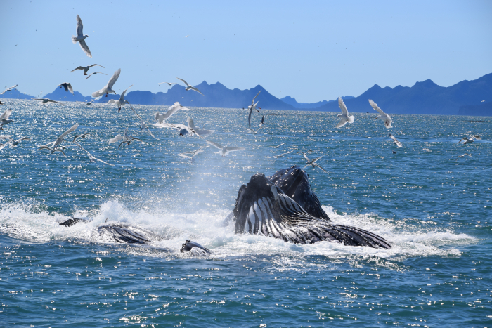 Humpback whales with their throat pleats showing at the surface of the water. 