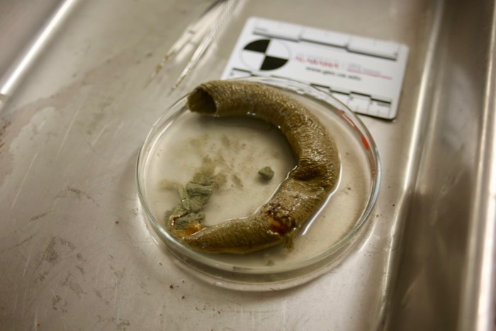 A burrow discovered in a sediment sample