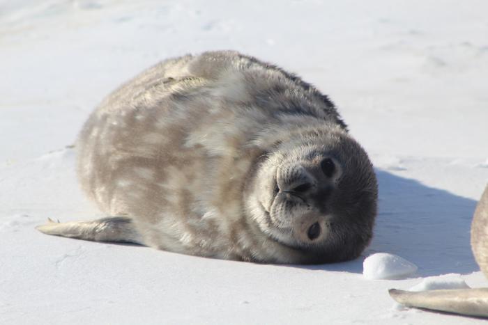 A fluffy Weddell seal pup lays on the sea ice