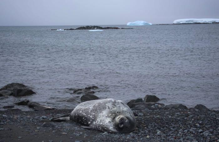 Weddell seal on Edwards Island #10