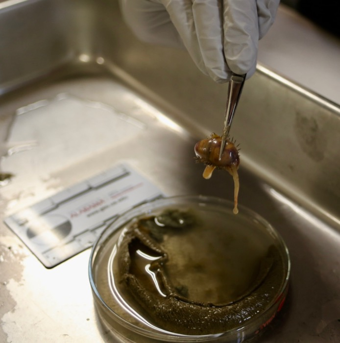 A polychaete worm discovered in a sediment sample