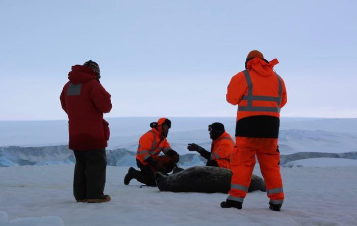 Researchers discuss their strategy for tagging a Weddell seal (Permit FCO No. 03/2019-20)