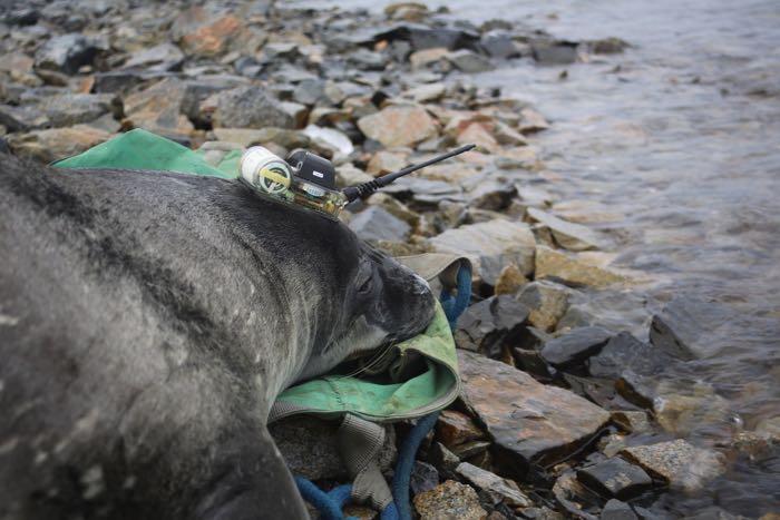 A Weddell seal with an attached head tag (Permit FCO No. 03/2019-20)