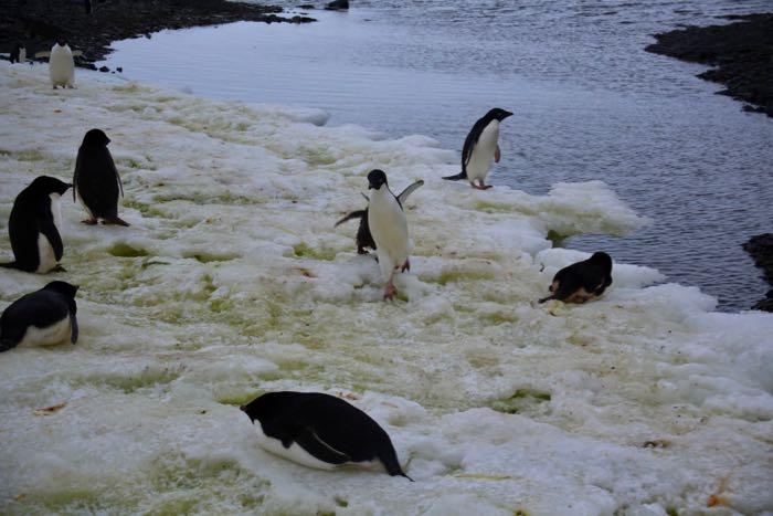 Adélie chick pursues its parent in hopes of getting some food