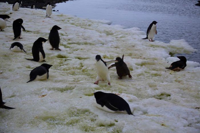 Adélie chick pursues its parent in hopes of getting some food