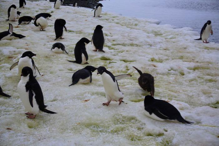 Adélie chick pursues its parent in hopes of getting some food