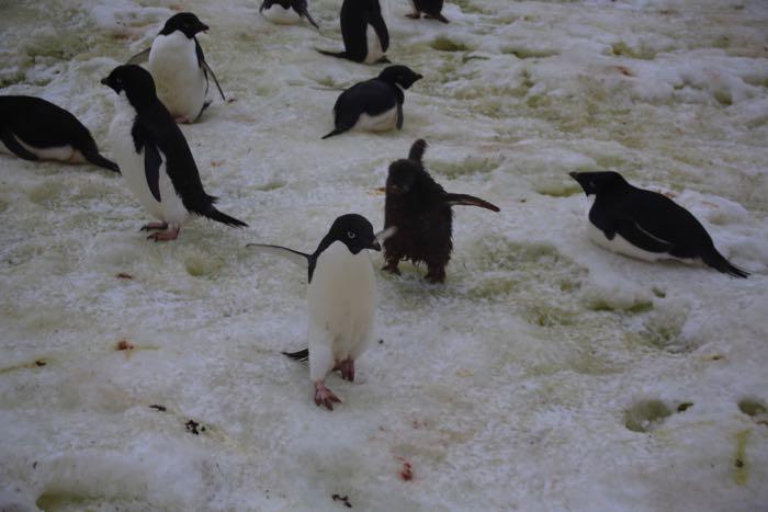 Adélie chick pursues its parent in hopes of getting some food