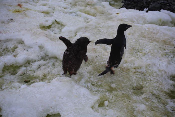 Adélie chick pursues its parent in hopes of getting some food