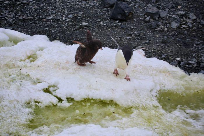 Adélie chick pursues its parent in hopes of getting some food