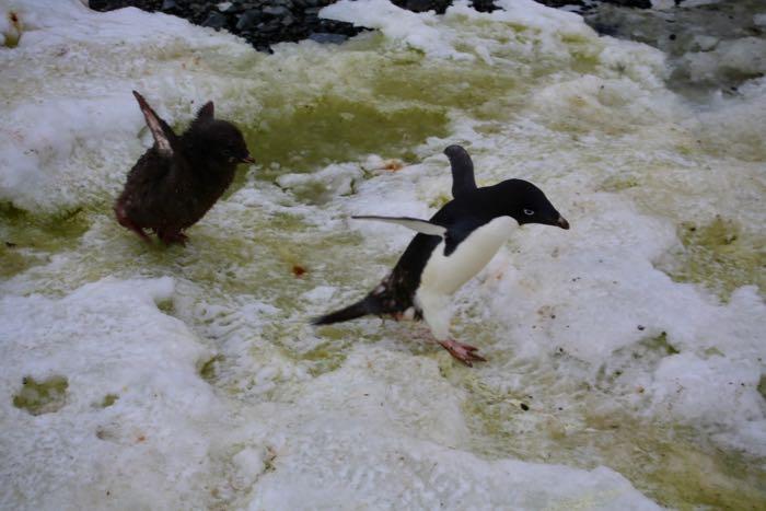 Adélie chick pursues its parent in hopes of getting some food