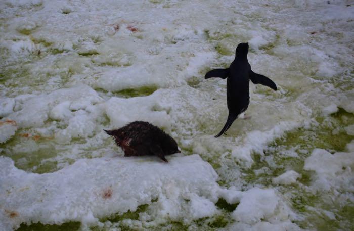 Adélie chick pursues its parent in hopes of getting some food