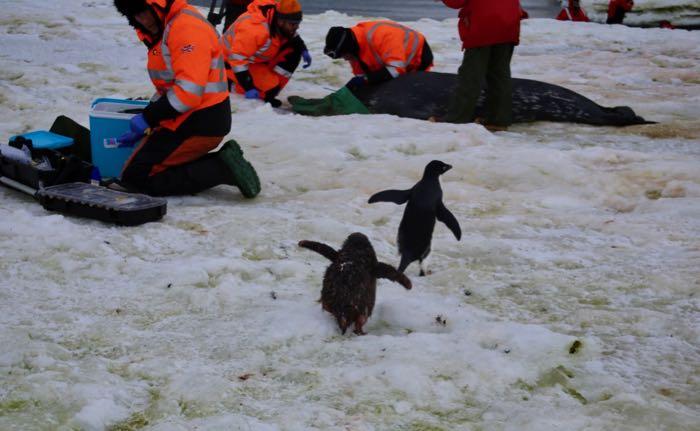 Adélie chick pursues its parent in hopes of getting some food