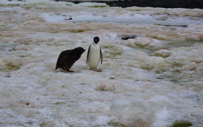 Adélie chick pursues its parent in hopes of getting some food