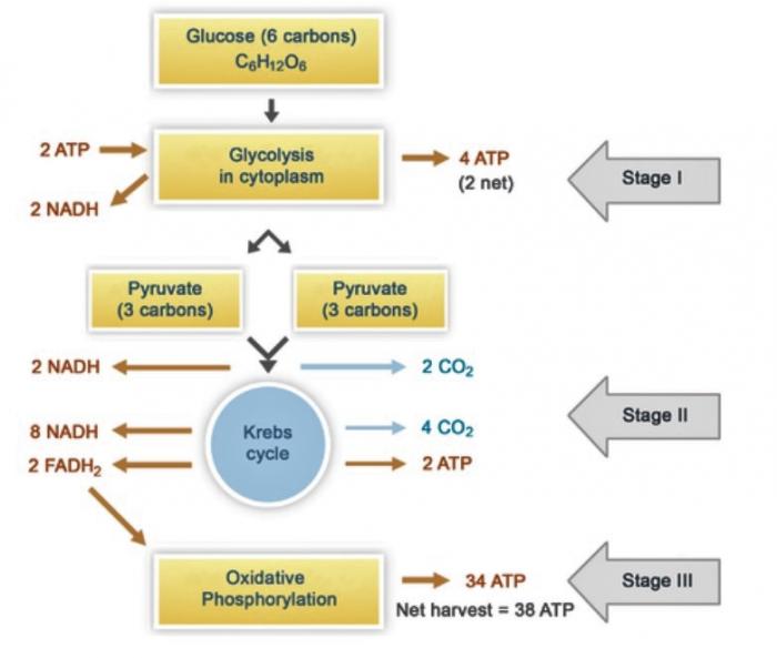 Cellular respiration