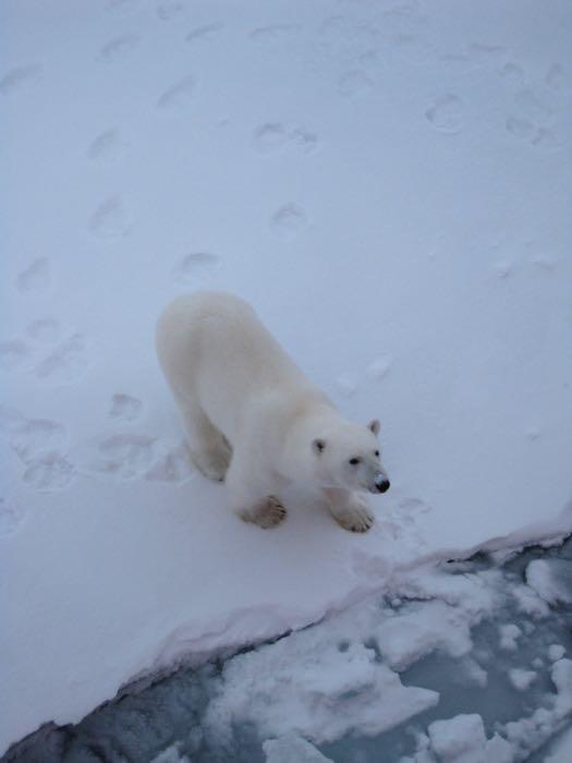 Polar bear