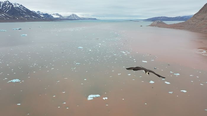 Arctic Skua in Kongsfjord