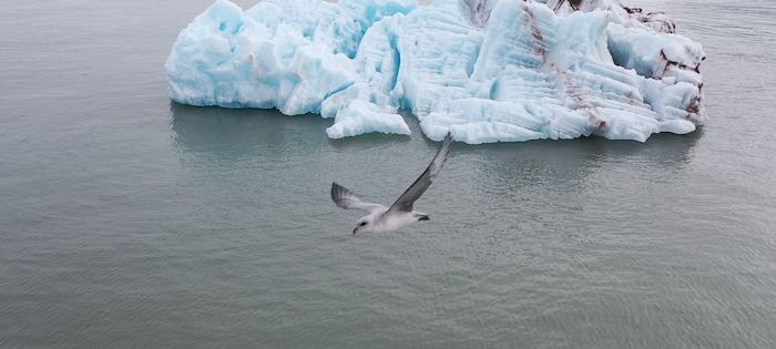 Iceberg with fulmar