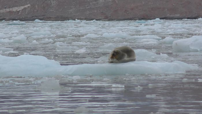 Bearded seal