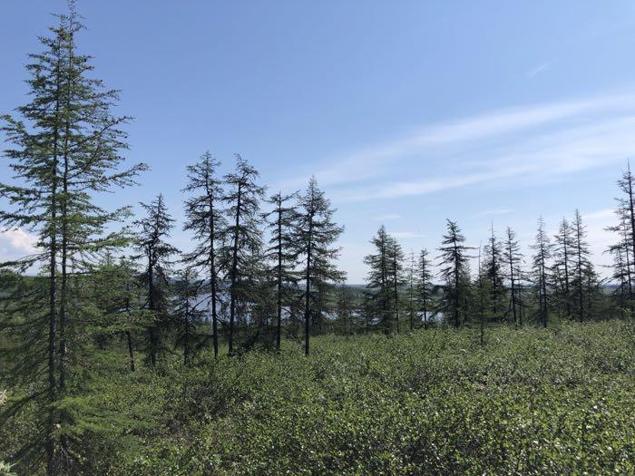 Siberian boreal larch forest photographed by Amanda Ruland