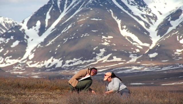 Sarah and Liza collect berries in front of a mountain for the spring annual berry survey. 