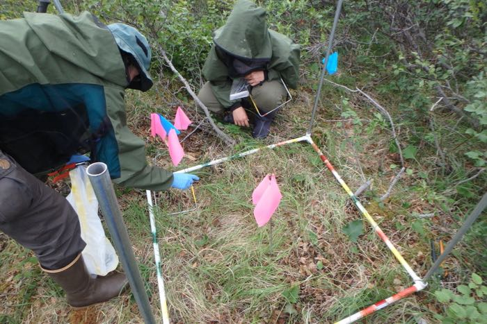 Dr. Syndonia Bret-Harte and undergraduate student Emily Reast preparing to harvest above and below ground samples