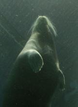 Bearded seals tend to live near the ice edge. I photographed this one at the aquarium in Tromso before we left. 