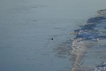 Ice edge with bearded seal. As the Arctic changes, there will likely be more areas where sea ice melts early in the summer season. This may change the timing of phytoplankton growth, with impacts throughout the food web and on the way that carbon moves through the environment. Photo by Bill Schmoker (PolarTREC 2015), Courtesy of ARCUS.  