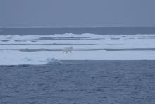 Bill Schmoker: "The second polar bear of the cruise came along soon after the first was spotted. It appeared to be a very well-fed individual!" Aboard the USCGC Healy at the Mendelev Rise in the Arctic Ocean. 76.58°, -173.27°. Photo by Bill Schmoker (PolarTREC 2015), Courtesy of ARCUS.