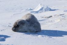 Baby Weddell seal playing in the snow