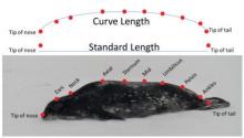 Location of specific measurment points