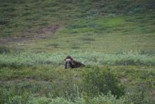 Muskox