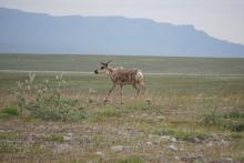 Caribou at Imnavait