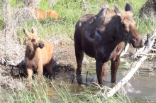 Moose and babies