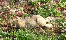 Ground Squirrel