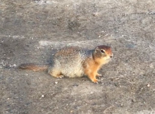 Ground Squirrel