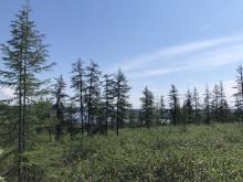 Larch Boreal Forest