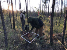 Collecting data on vegetation